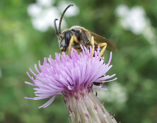 Halictus scabiosae M (Apidae Halictinae)